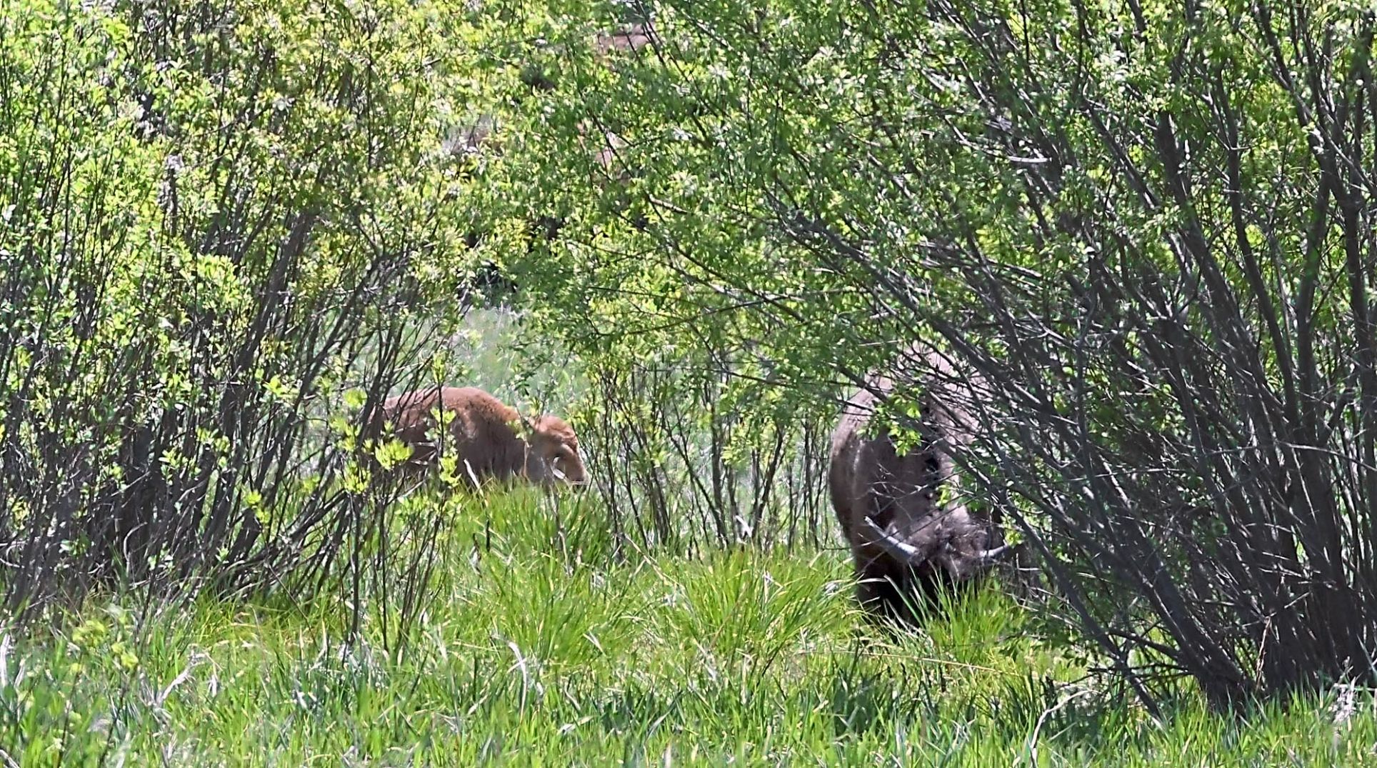 Minneopa bison babies 4